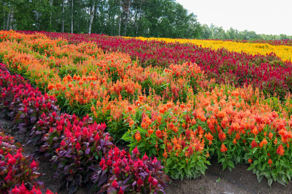 赤やオレンジ色に色づいたウモウゲイトウの帯状の花畑"
