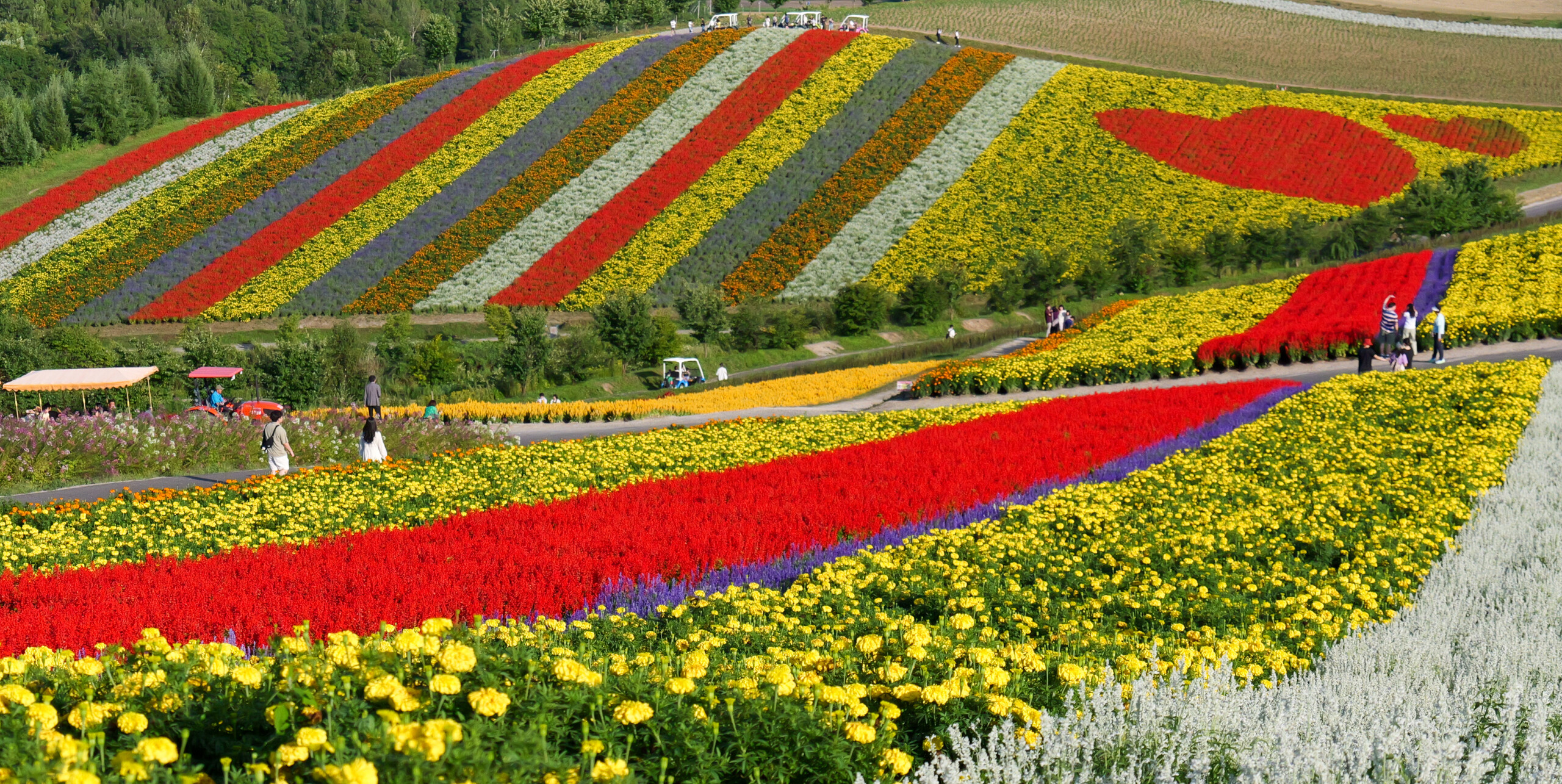 美瑛町の四季彩の丘に広がる色鮮やかな花畑。丘の斜面に赤や黄色の花が帯状に咲いている