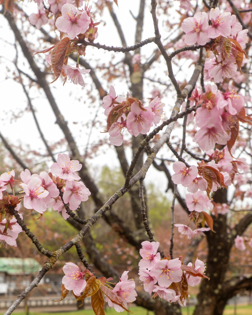 北海道和寒町・塩狩峠の一目千本桜。雨に濡れた桜の枝越しに、春の終わりを感じる風景。