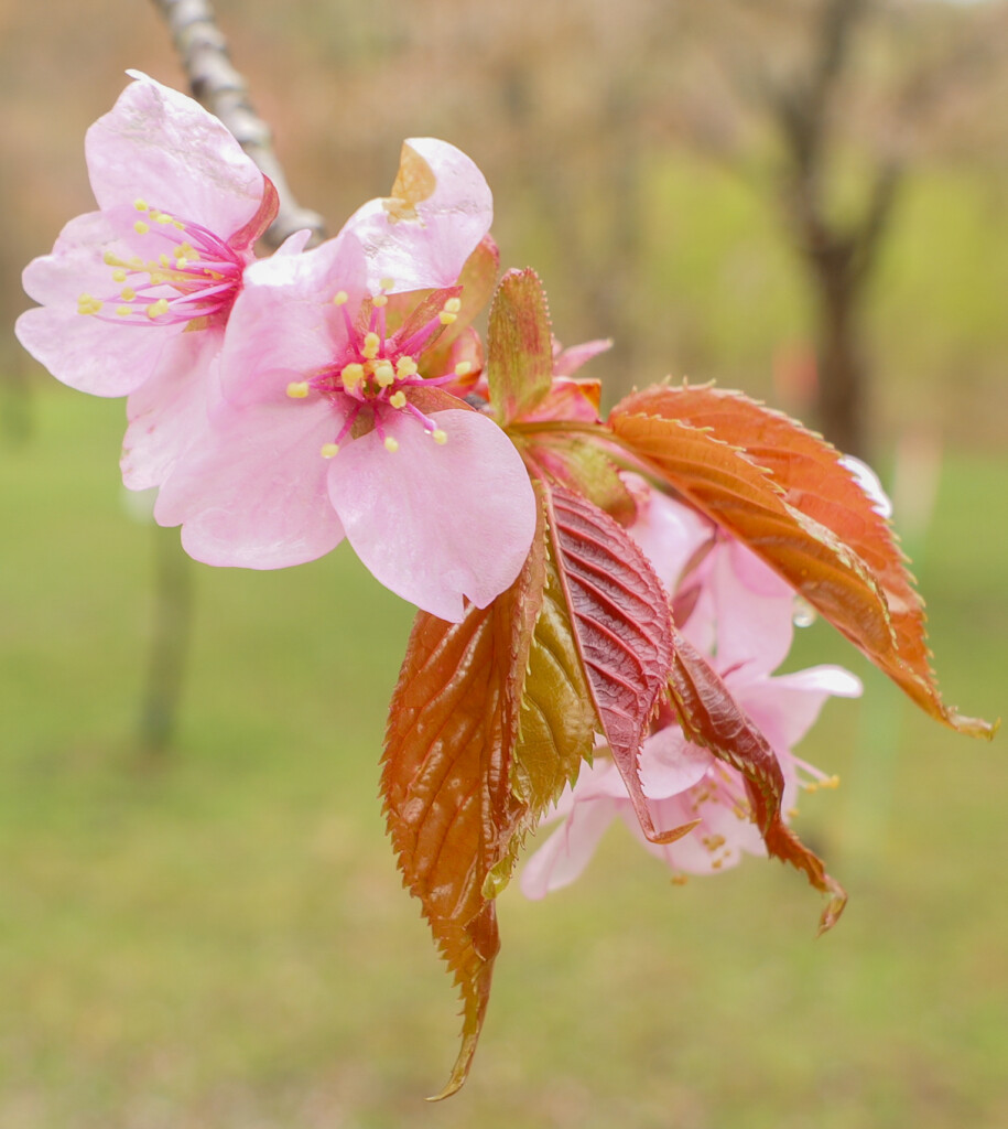雨粒をまとった桜の花と若葉。塩狩峠の桜を近くから撮影した、しっとりとした春の一枚。