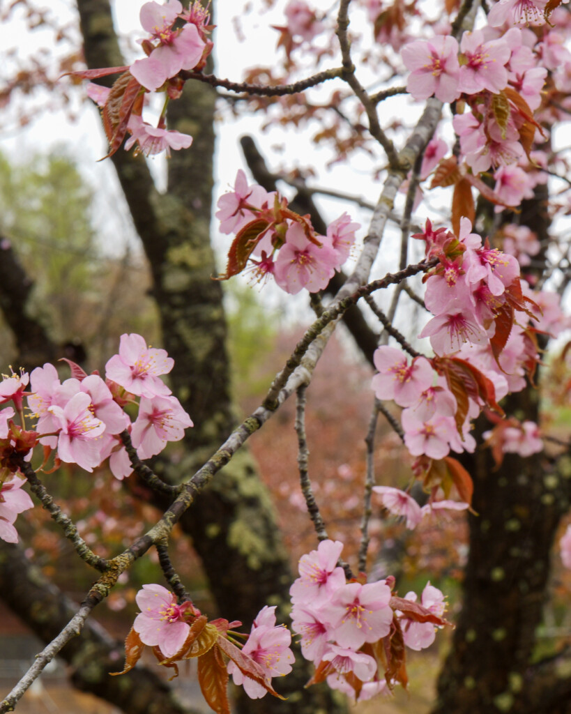 塩狩峠一目千本桜の満開に近い桜。雨の日のやわらかい光の中で、淡いピンクの花が広がる風景。