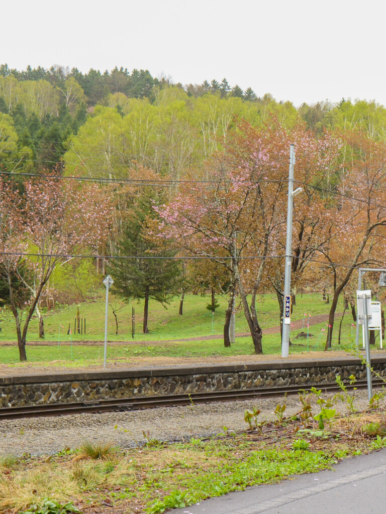 雨の中で咲く塩狩峠の桜の木。濡れた枝と淡い花びらが、道北の遅い春を感じさせる景色。