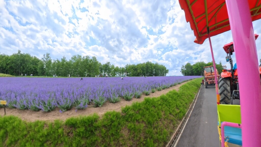 トラクターバス「四季彩ノロッコ号」の車内から風を感じながら眺めるラベンダー畑の風景