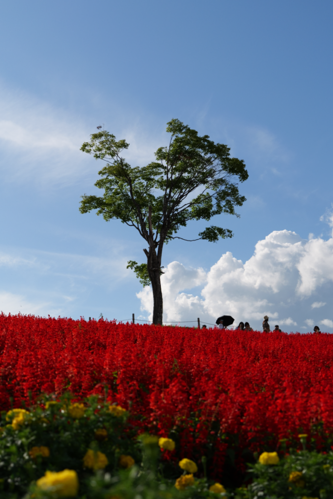 真っ赤な花畑の丘に立つ一本の木と夏の青空