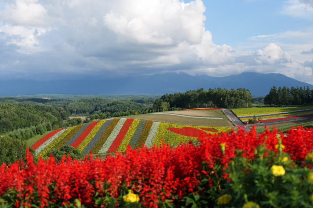 十勝岳連峰を背景にした、四季彩の丘の虹色の花畑と真っ赤なサルビア