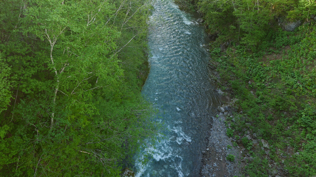 白ひげの滝の下流を流れる美瑛川。両岸の緑に囲まれた青みのある川が流れている