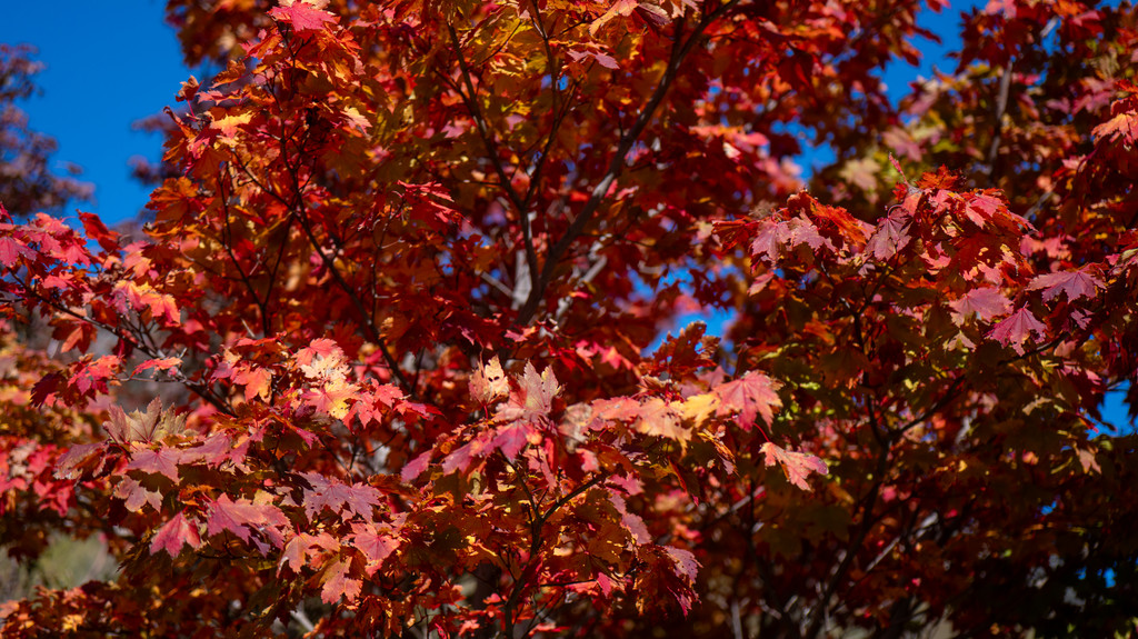 層雲峡で赤く色づいた紅葉